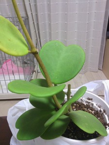 IMG_20120326_213447.jpg